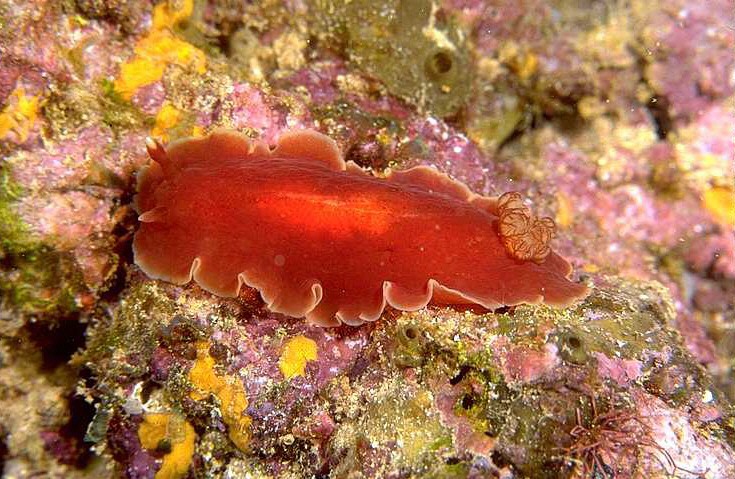 Dendrodoris rubra